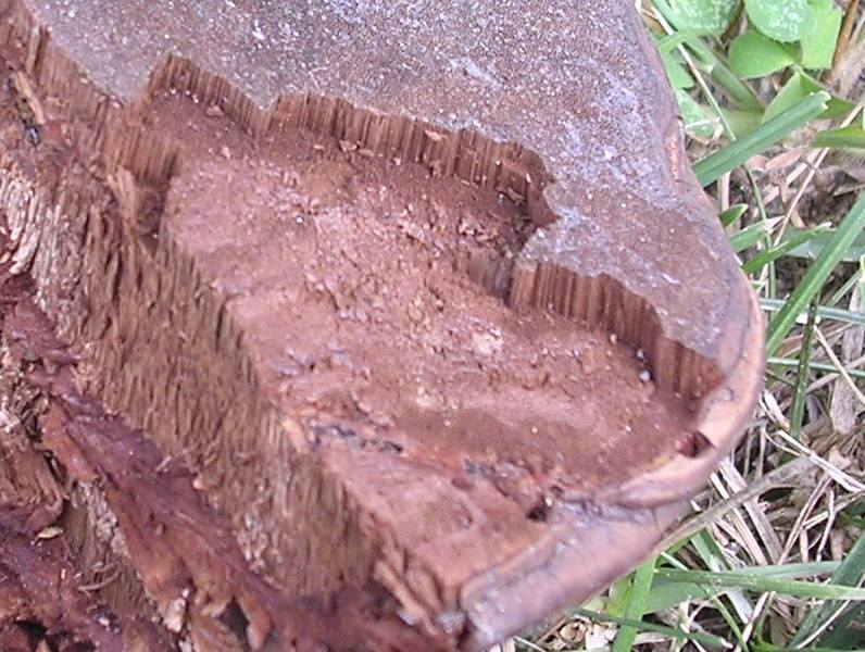 Ganoderma sp.