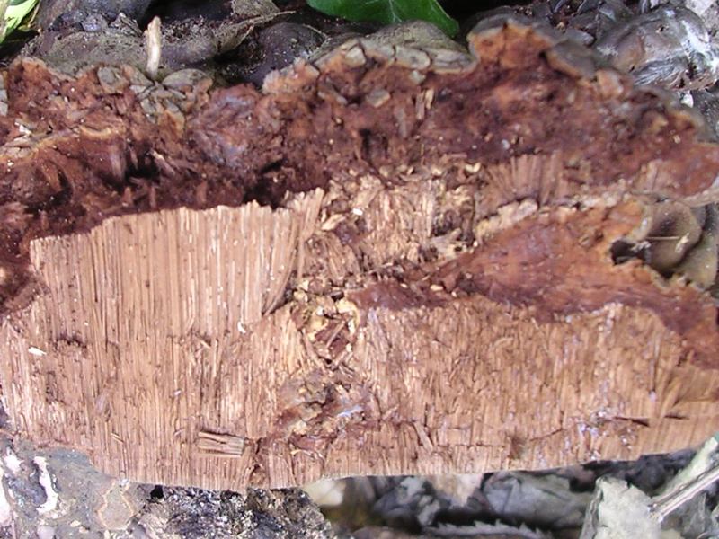 Ganoderma sp.