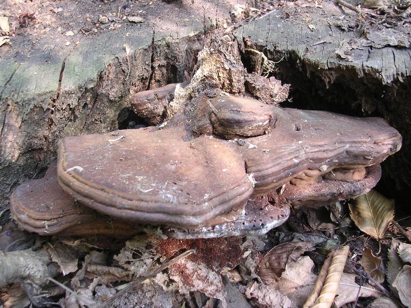 Ganoderma sp.