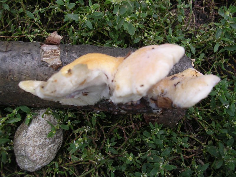 Un poliporo salmonato (Tyromyces kmetii)