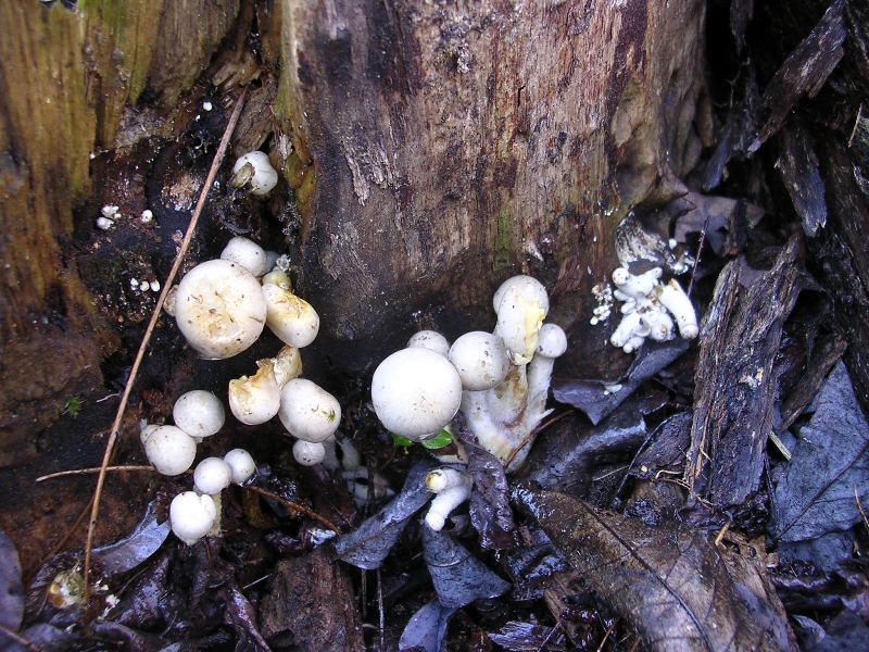 Pholiota gummosa va bene?