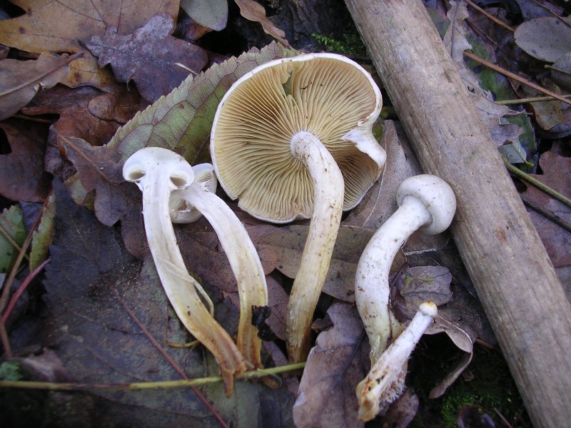 Pholiota gummosa va bene?