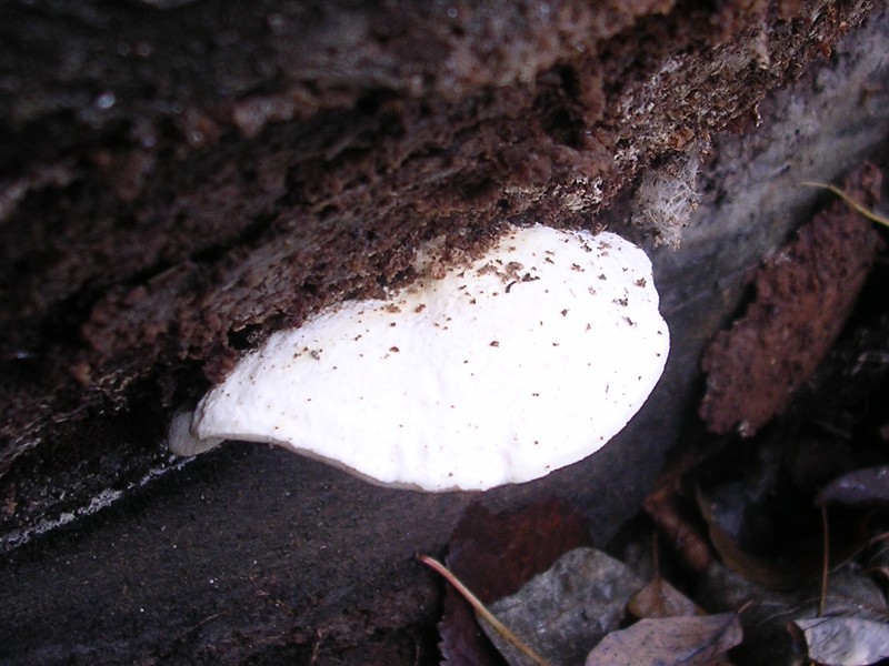 Polyporacea bianca (Postia tephroleuca)