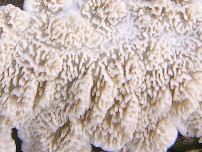 Un''Antrodia? (Irpex lacteus)