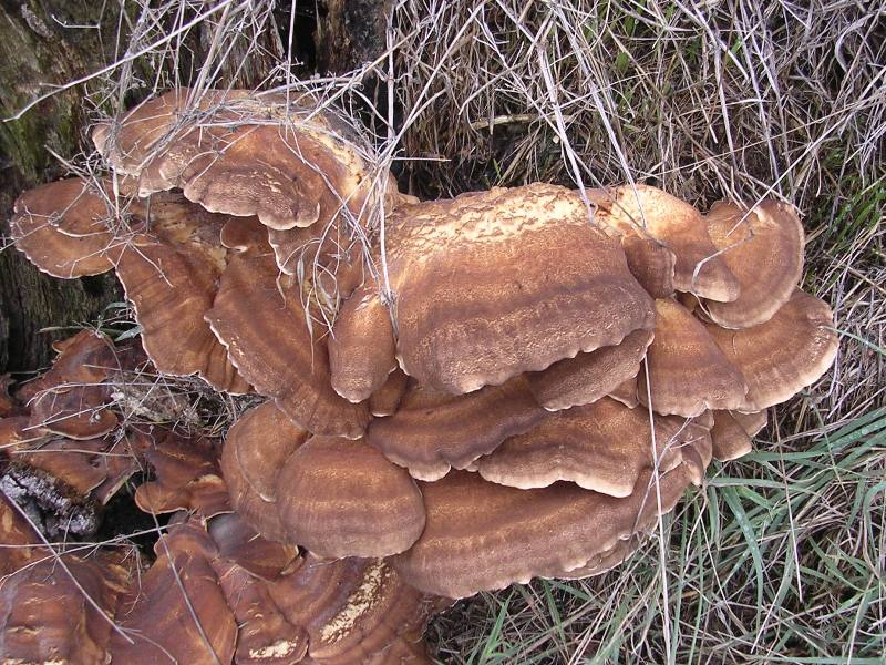 Meripilus giganteus