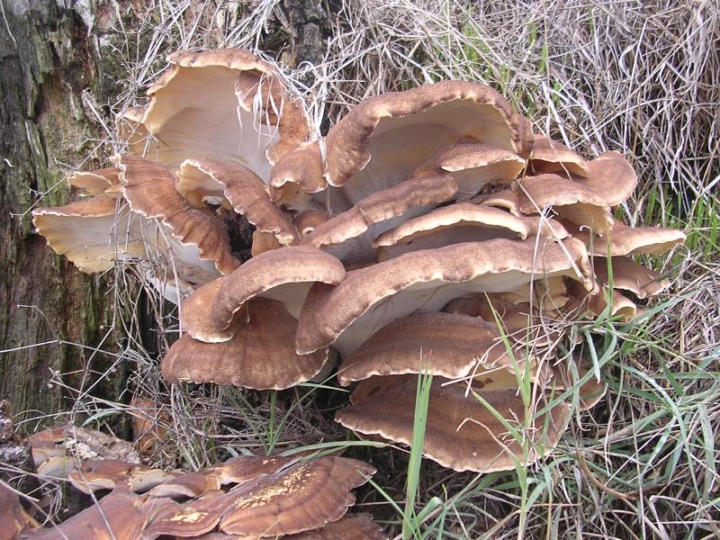 Meripilus giganteus