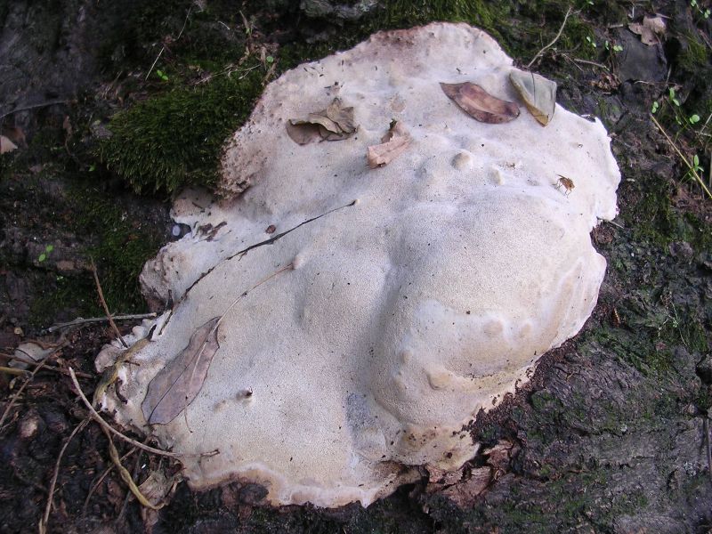Rigidoporus ulmarius ? (Perenniporia fraxinea)