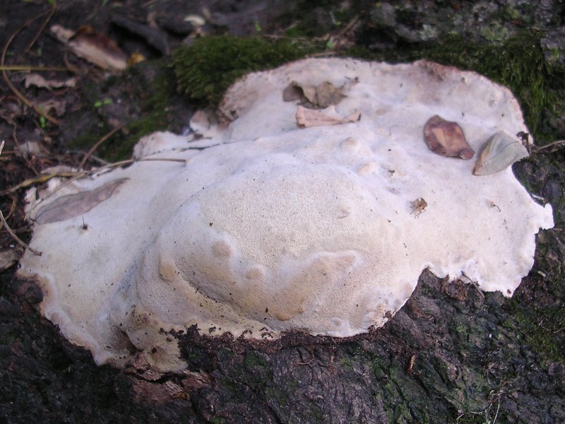 Rigidoporus ulmarius ? (Perenniporia fraxinea)