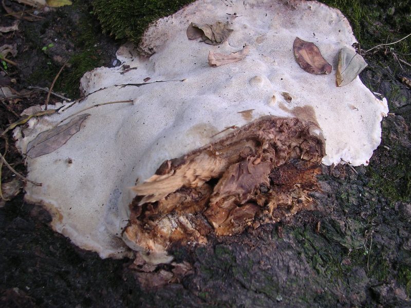 Rigidoporus ulmarius ? (Perenniporia fraxinea)
