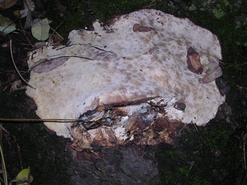 Rigidoporus ulmarius ? (Perenniporia fraxinea)