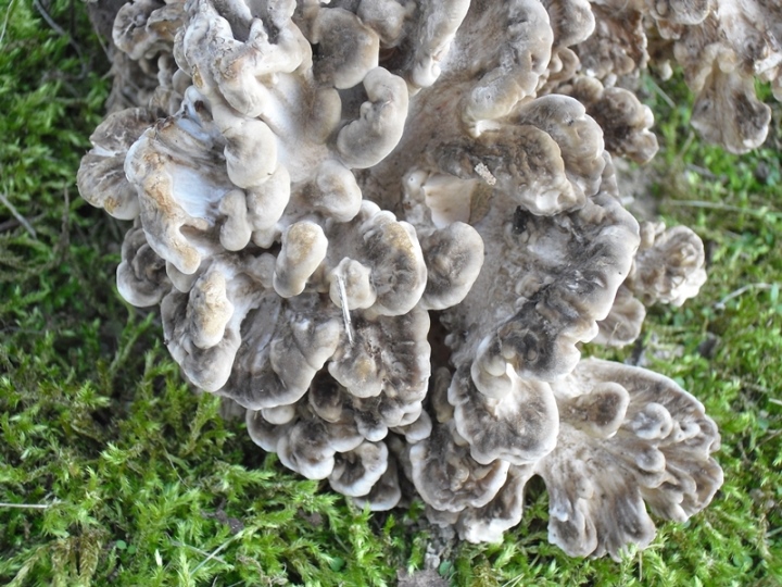 Grifola frondosa (Dicks.) Gray