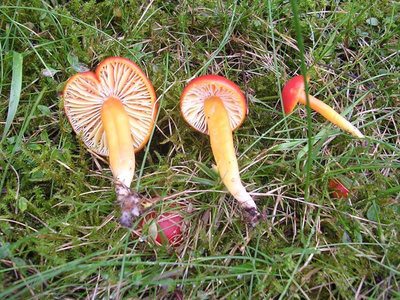 Hygrocybe cfr. coccinea