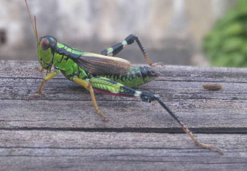 Acrididae: Kisella irena (cfr.)