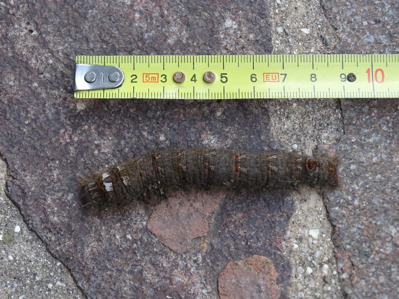 Bruco gigante, 9cm