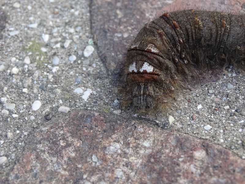 Bruco gigante, 9cm