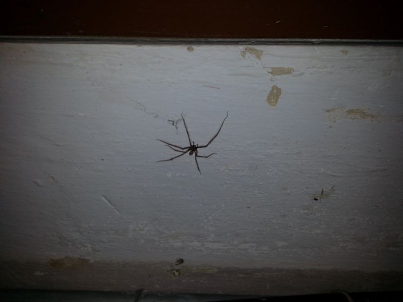 Tegenaria parietina - Bologna (BO)