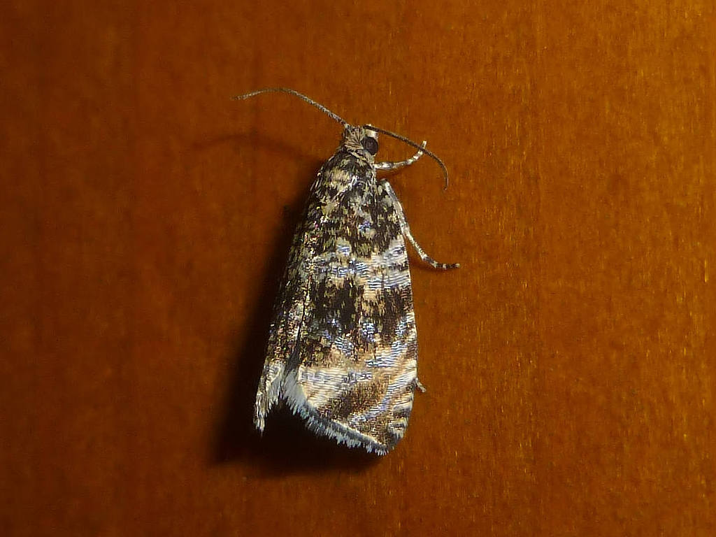 Da determinare - Celypha lacunana, Tortricidae