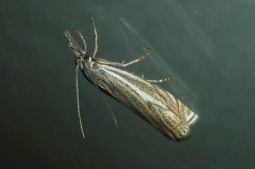 Crambus lathoniellus ([Zincken], 1817) ? S