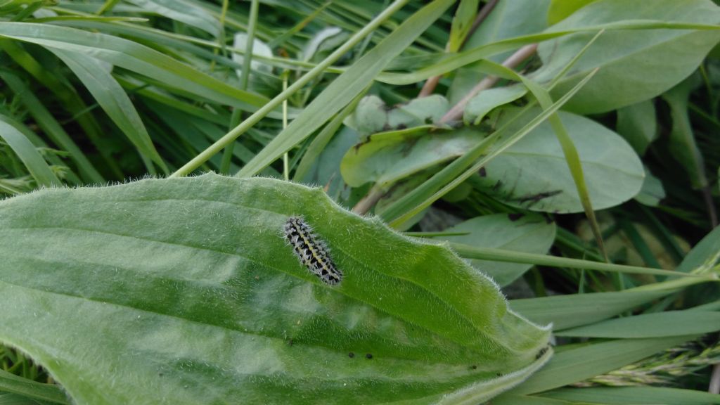 Larva di Zygaena? S, Zygaena sp. - Zygaenidae