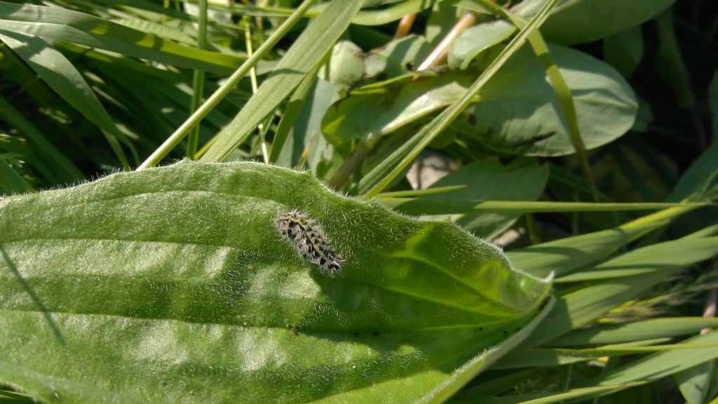 Larva di Zygaena? S, Zygaena sp. - Zygaenidae