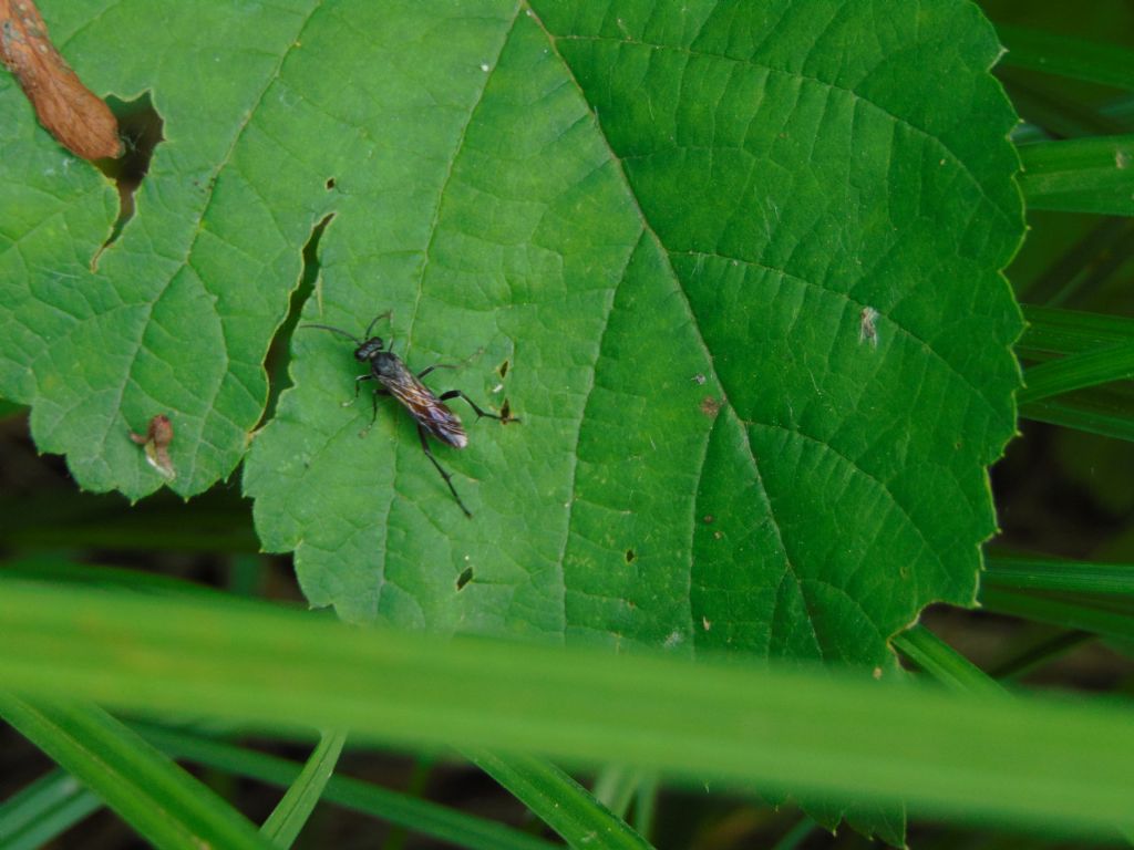 id tenthredinidae: Macrophya cfr. annulata