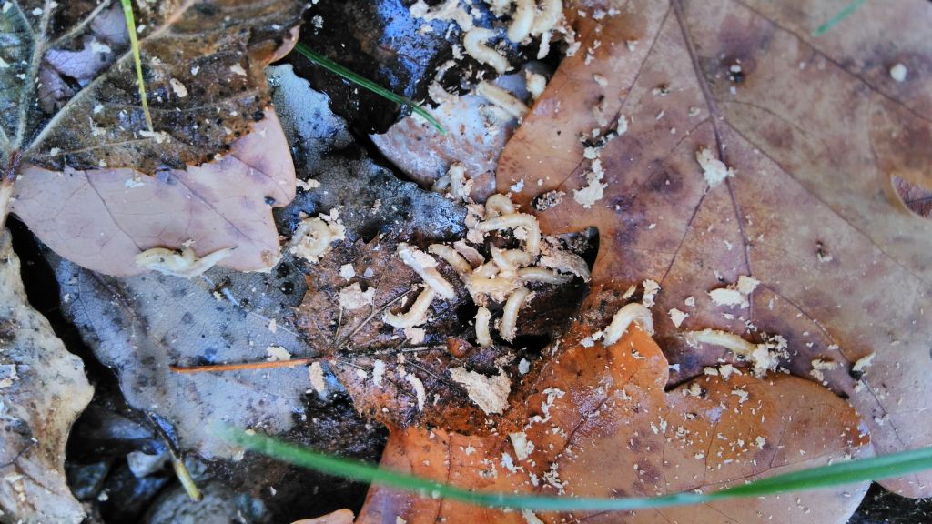Nido di calabrone (Vespa crabro) con larva morta