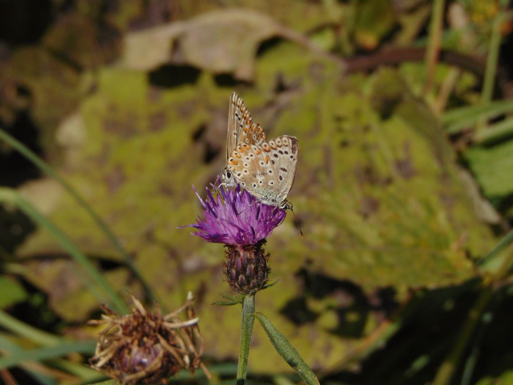 id Polyommatus:  Polyommatus coridon