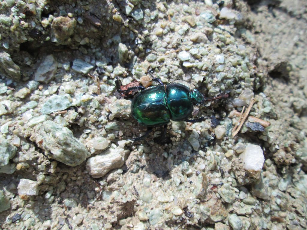 Geotrupidae: Trypocopris pyrenaeus splendens