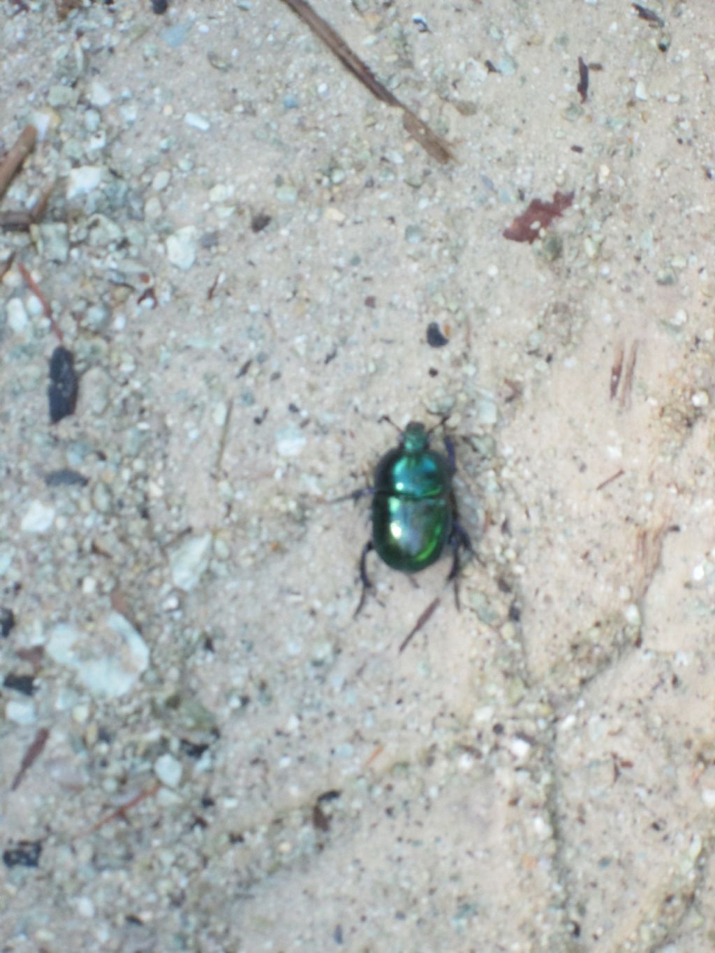 Geotrupidae: Trypocopris pyrenaeus splendens