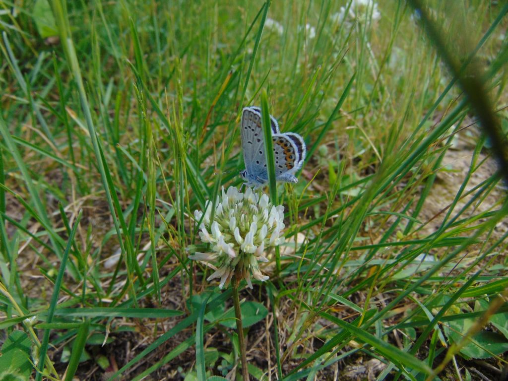 id Polyommatus:  Polyommatus coridon