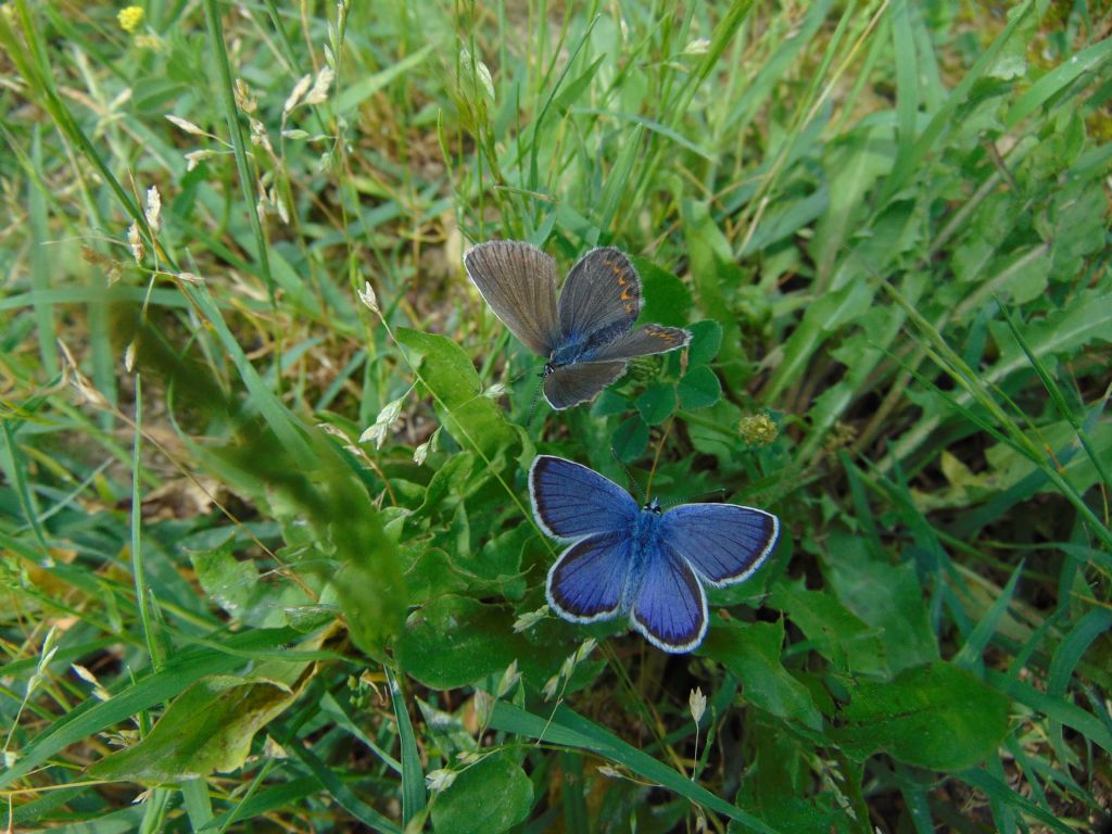 id Polyommatus:  Polyommatus coridon