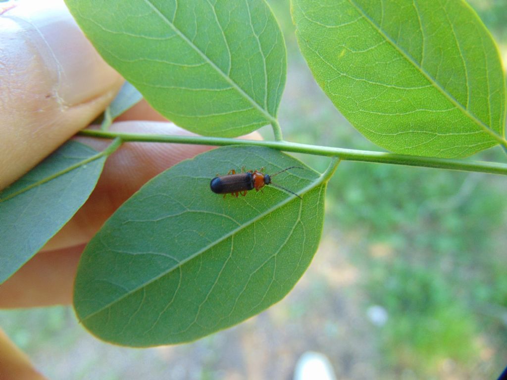 Cantharidae?  S, Cratosilis laeta