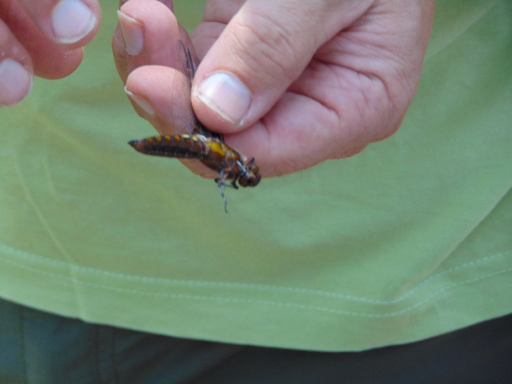 Libellula quadrimaculata e Libellula depressa