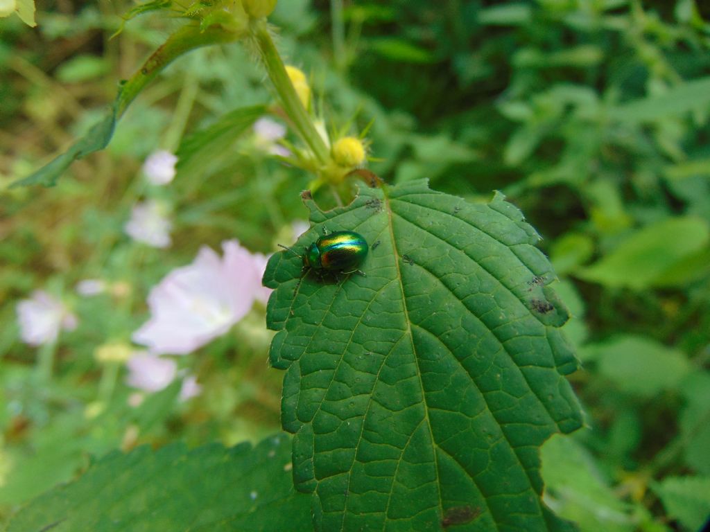 Chrysomelidae: Chrysolina fastuosa