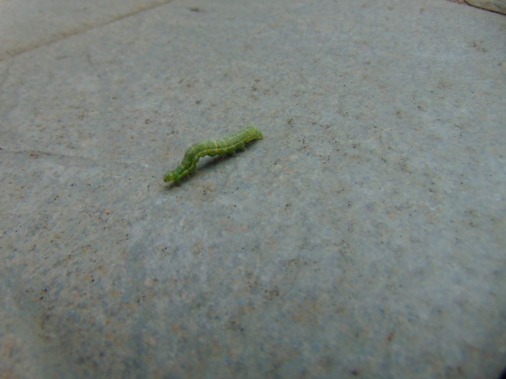 Id larva verde: Autographa gamma - Noctuidae