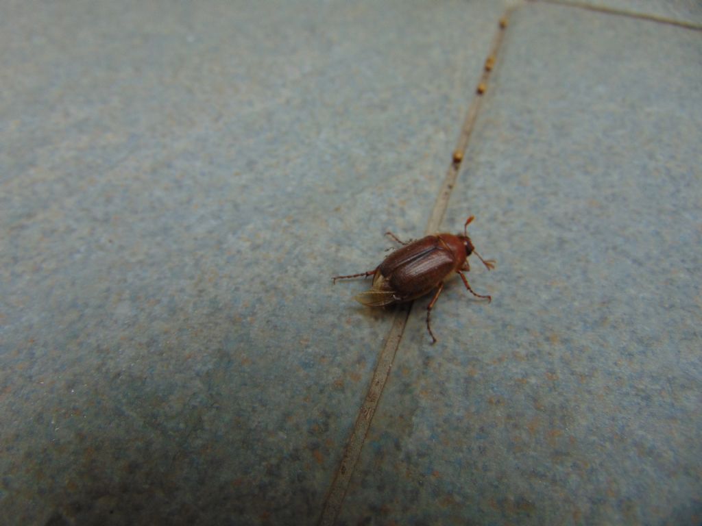 Melolonthidae: Amphimallon sp.