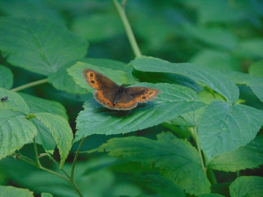 Erebia...? ...ligea