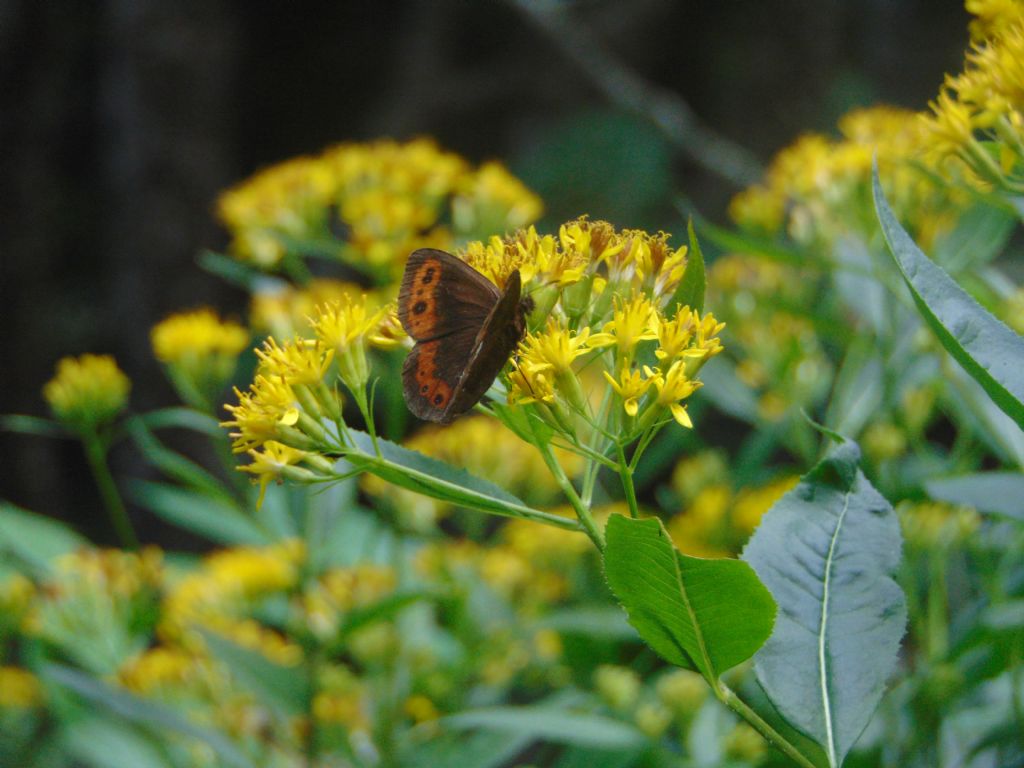 Erebia...? ...ligea