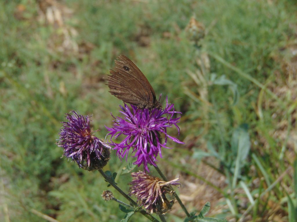 Satyrus ferula, maschio - Nymphalidae Satyrinae