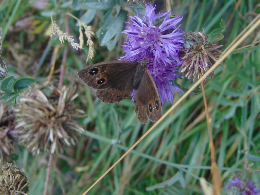 Satyrus ferula, femmina - Nymphalidae Satyrinae