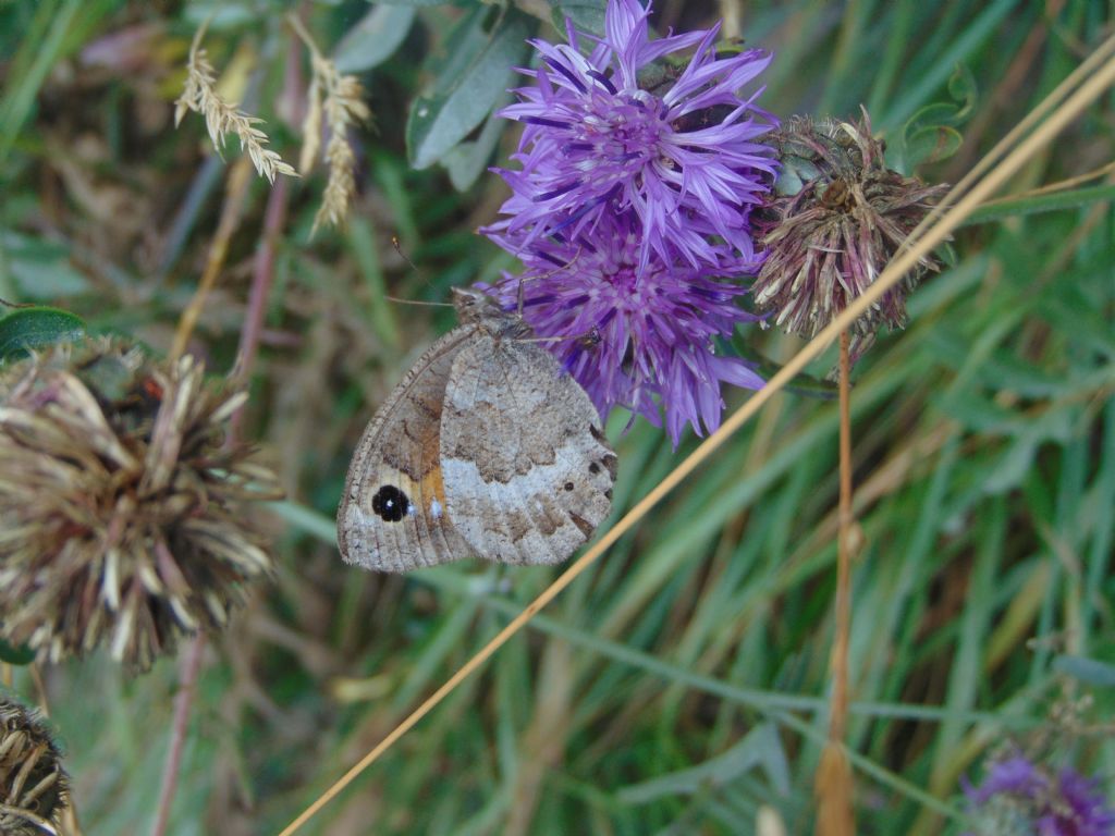 Satyrus ferula, femmina - Nymphalidae Satyrinae