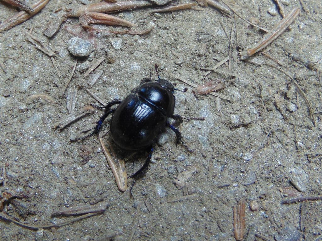 Geotrupidae: Anoplotrupes stercorosus