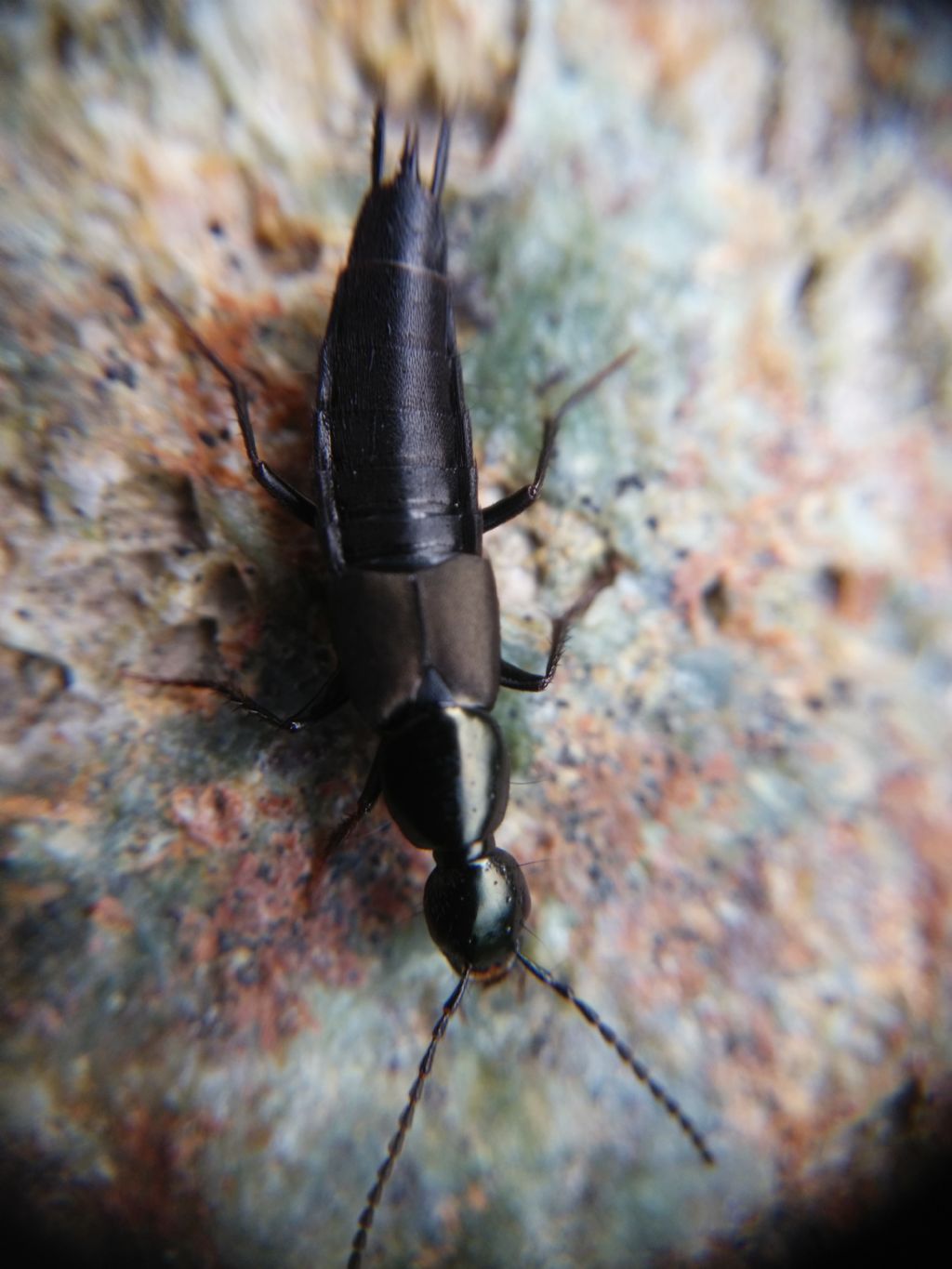 Staphylinidae: Philonthus decorus (cfr.)