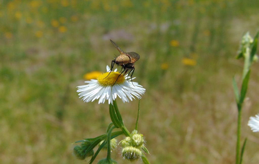 Tachinidae da id.