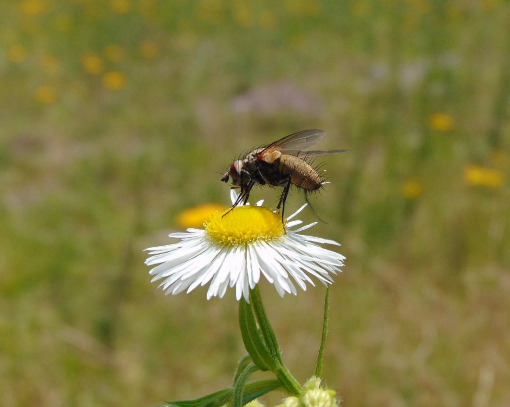 Tachinidae da id.