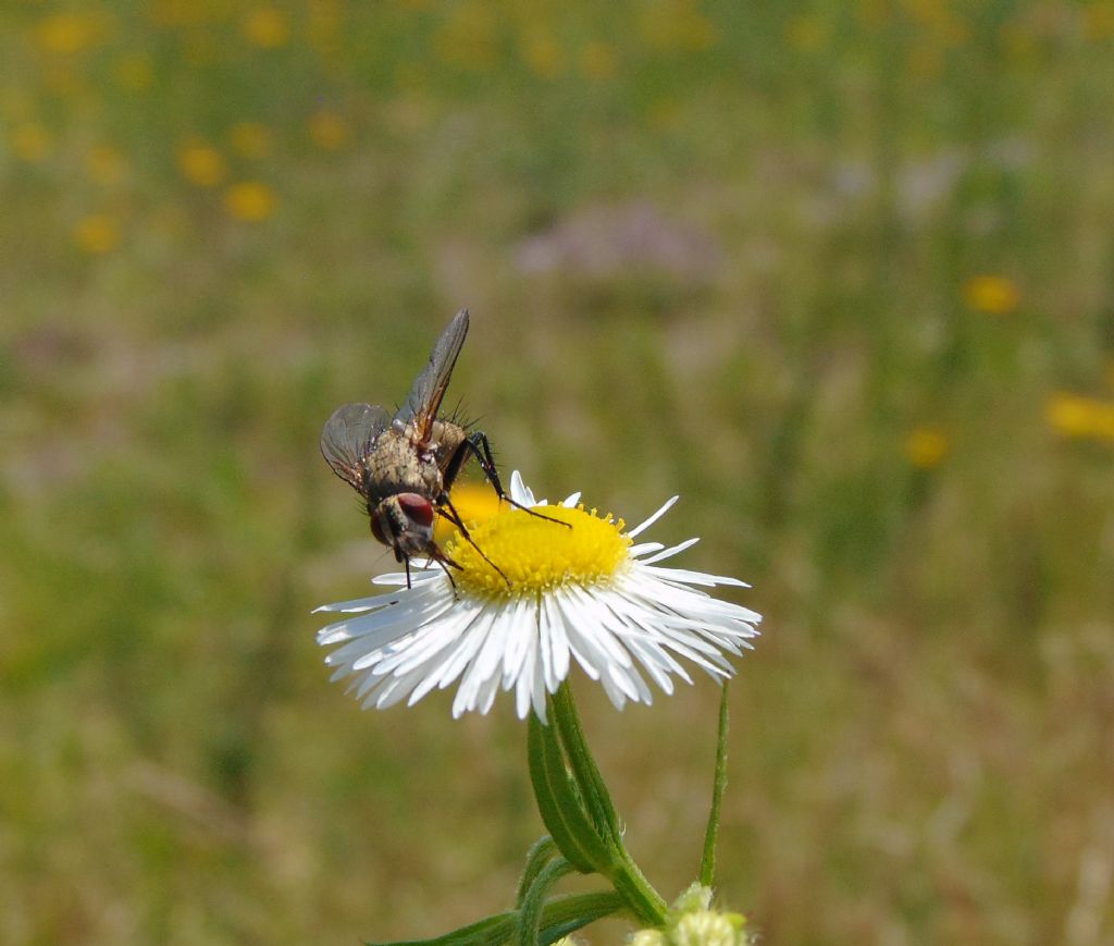 Tachinidae da id.