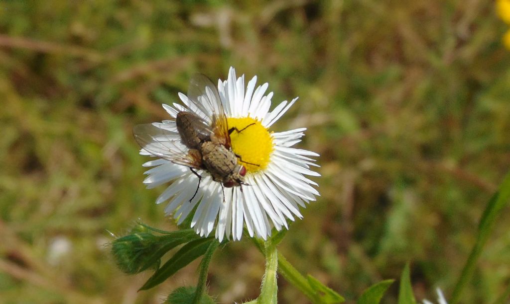 Tachinidae da id.