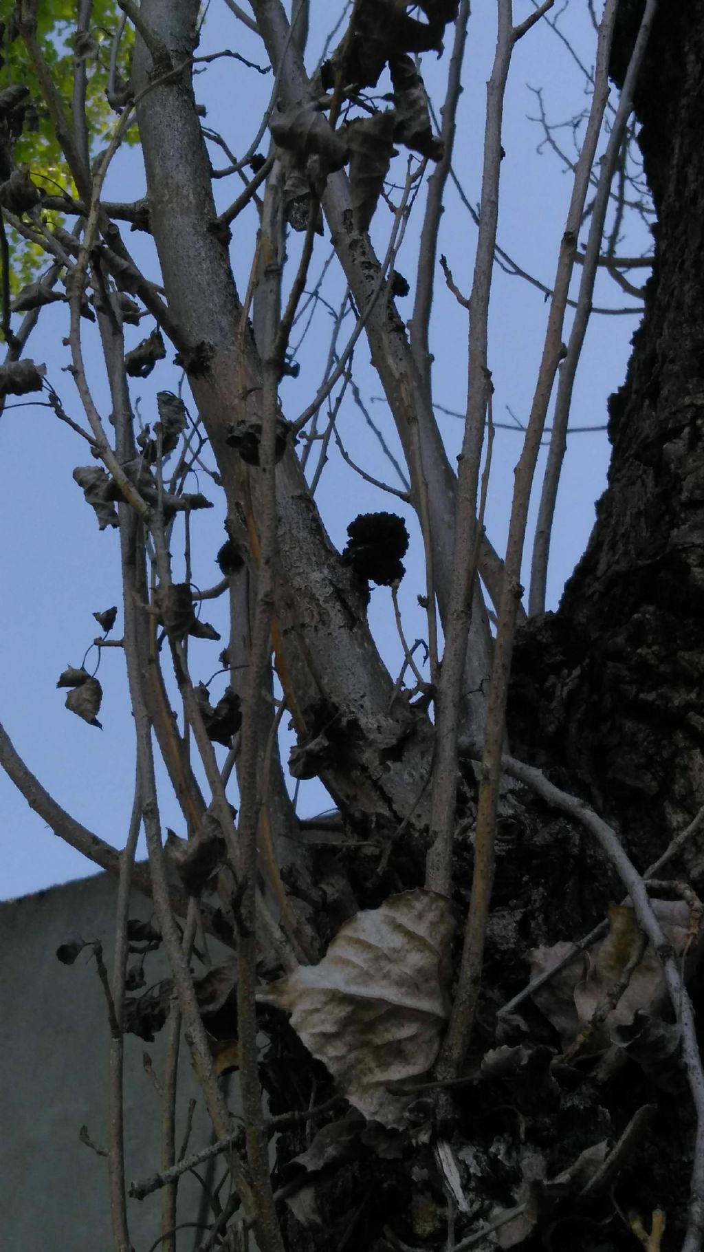 Galle?  S, Prostigmata Eriophyidae: cfr. Aceria (=Eriophyes) populi