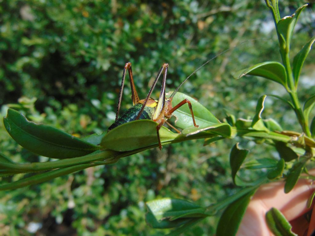 Barbitistes alpinus?