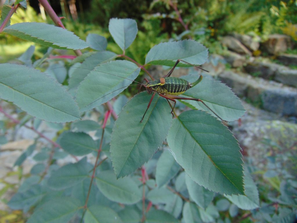 Barbitistes alpinus?